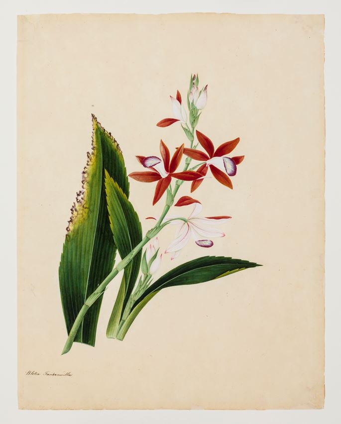 Collection of Individual Plant Studies | MasterArt